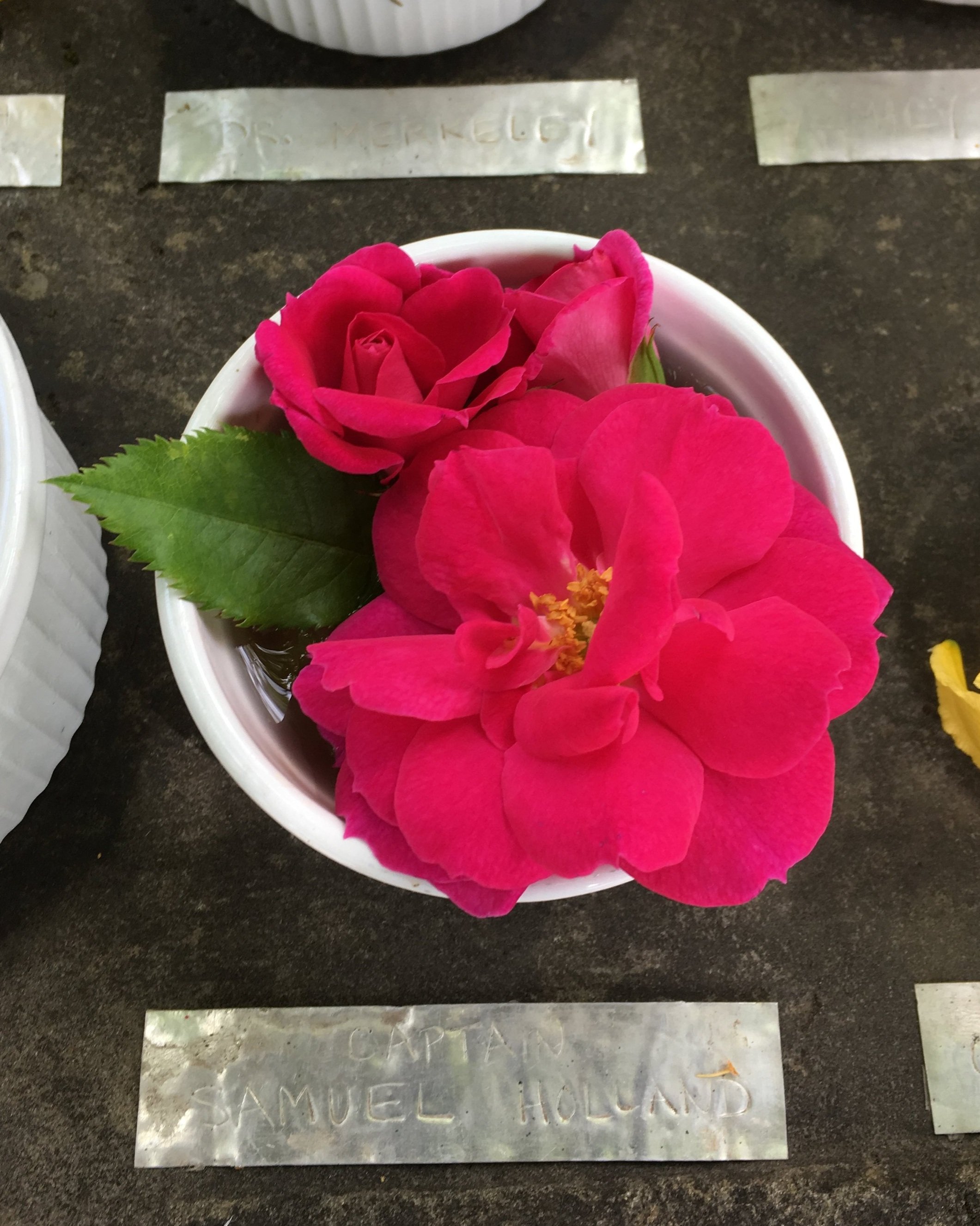 その他 ESTENAD ROSE 楽天市場】エステナードソニックローズ ROSE 本体単品【国内正規品】超